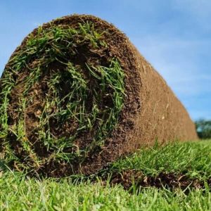 Roll of fresh cultivated turf from Rolawn. Freshly harvested green lawn turf with blue sky in the background.