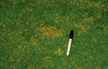Info centre - lawn diseases Anthracnose