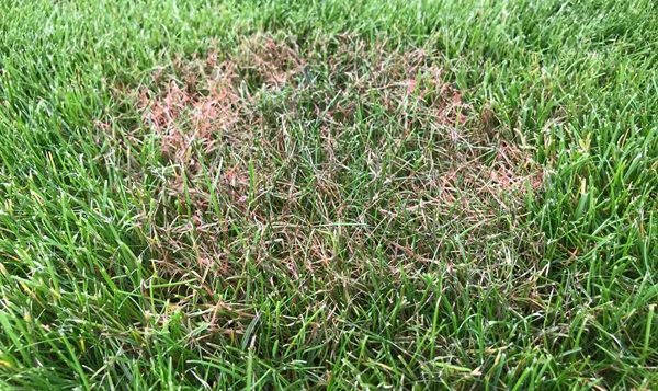 Red Thread Disease In Lawns